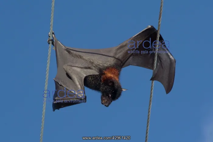 : Grey-headed Flying Fox - hangs dead from a power : Grey-headed Flying Fox - hangs dead from a power