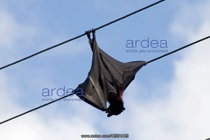: Grey-headed Flying Fox - hangs dead from a power : Grey-headed Flying Fox - hangs dead from a power