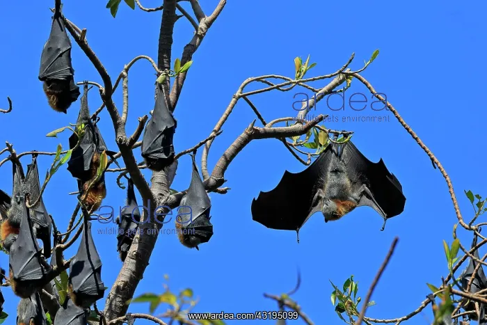  : Grey-headed flying fox (Pteropus poliocephalus)