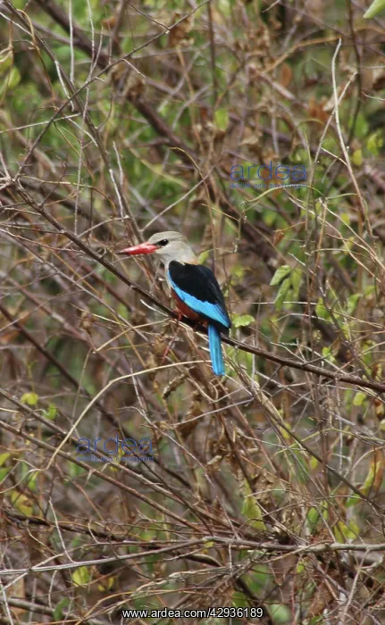 : Grey Headed / Grey-headed Kingfisher - Perched on branch : Grey Headed / Grey-headed Kingfisher - Perched on branch