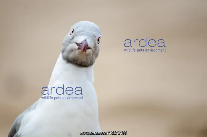 : Grey-headed Gull (Chroicocephalus cirrocephalus : Grey-headed Gull (Chroicocephalus cirrocephalus