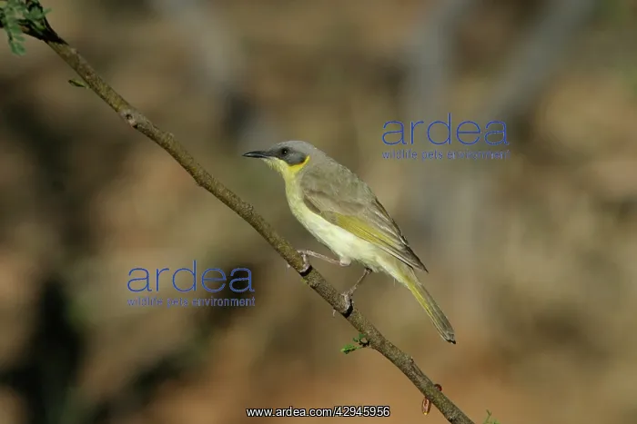 : Grey-headed Honeyeater : Grey-headed Honeyeater