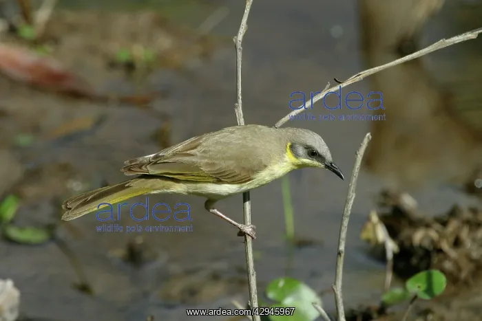 : Grey-headed Honeyeater : Grey-headed Honeyeater
