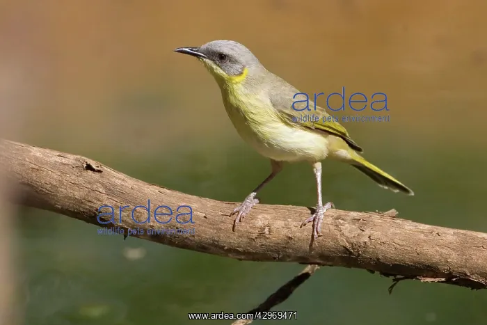 : Grey-headed Honeyeater : Grey-headed Honeyeater