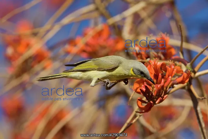 : Grey-headed Honeyeater : Grey-headed Honeyeater