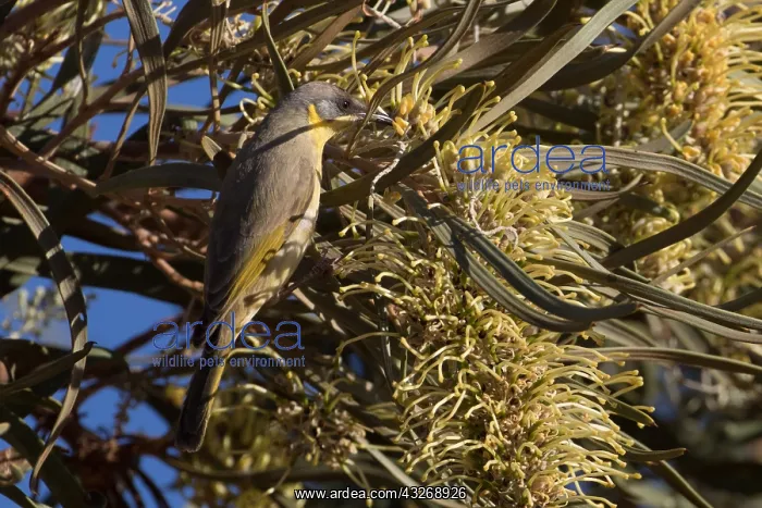 : Grey-headed Honeyeater - Feeding on a Hakea macrocarpa : Grey-headed Honeyeater - Feeding on a Hakea macrocarpa