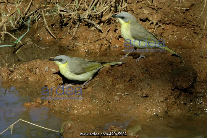 : Grey-headed Honeyeaters : Grey-headed Honeyeaters