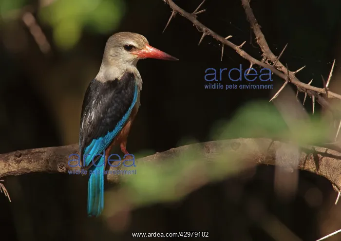 : Grey-headed Kingfisher : Grey-headed Kingfisher