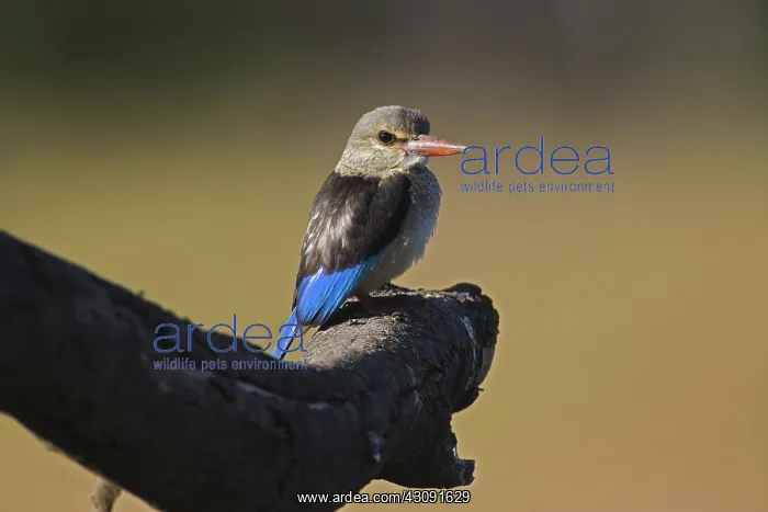 : Grey-headed Kingfisher : Grey-headed Kingfisher
