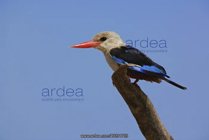 : Grey-headed Kingfisher : Grey-headed Kingfisher