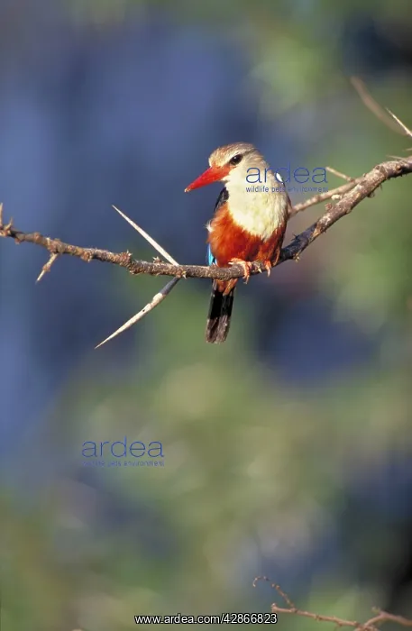 : Grey-headed Kingfisher / Chestnut-bellied Kingfisher : Grey-headed Kingfisher / Chestnut-bellied Kingfisher