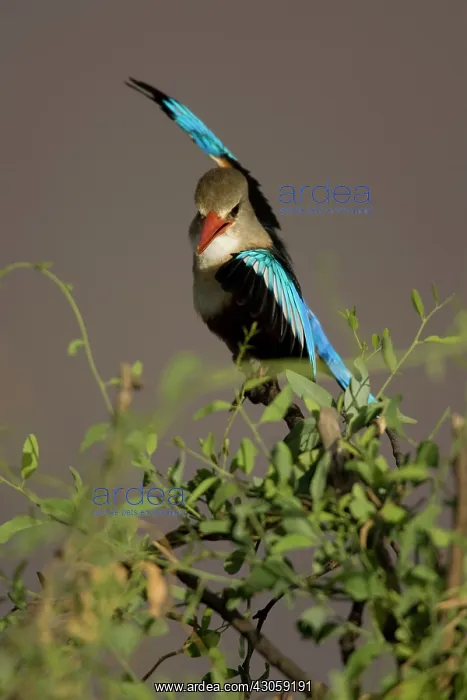 : Grey-headed Kingfisher, Halcyon leucocephala : Grey-headed Kingfisher, Halcyon leucocephala