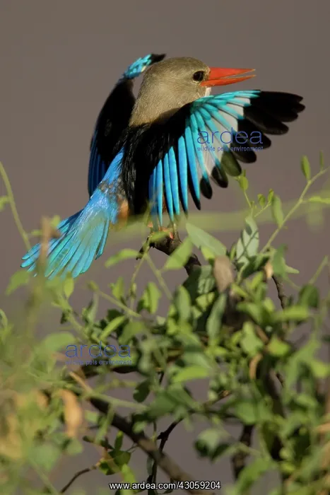 : Grey-headed Kingfisher, Halcyon leucocephala : Grey-headed Kingfisher, Halcyon leucocephala
