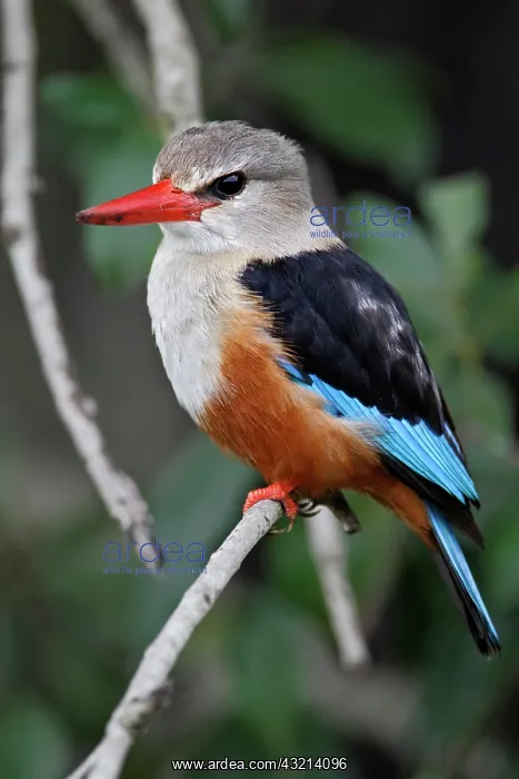  : Grey-headed Kingfisher, Halcyon leucocephala