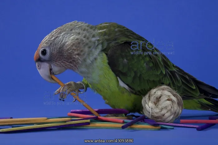 : Grey-Headed Parrot : Grey-Headed Parrot