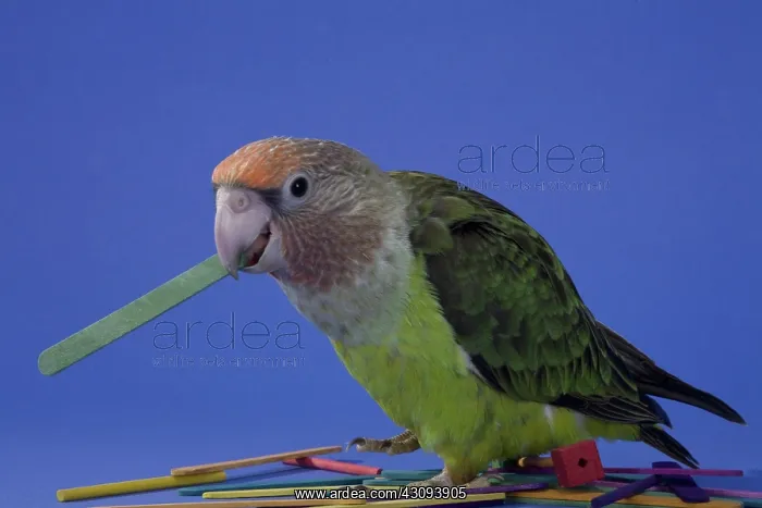 : Grey-Headed Parrot : Grey-Headed Parrot