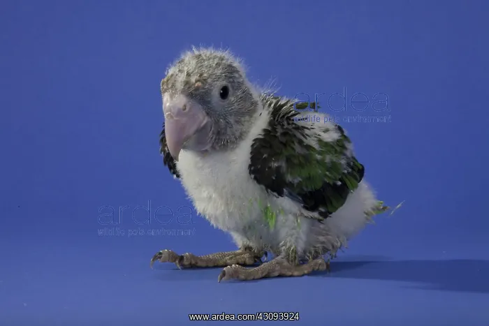: Grey-Headed Parrot : Grey-Headed Parrot