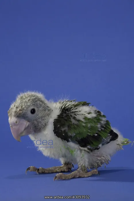 : Grey-Headed Parrot : Grey-Headed Parrot