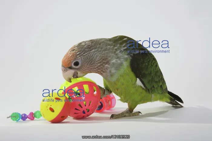 : Grey-Headed Parrot : Grey-Headed Parrot