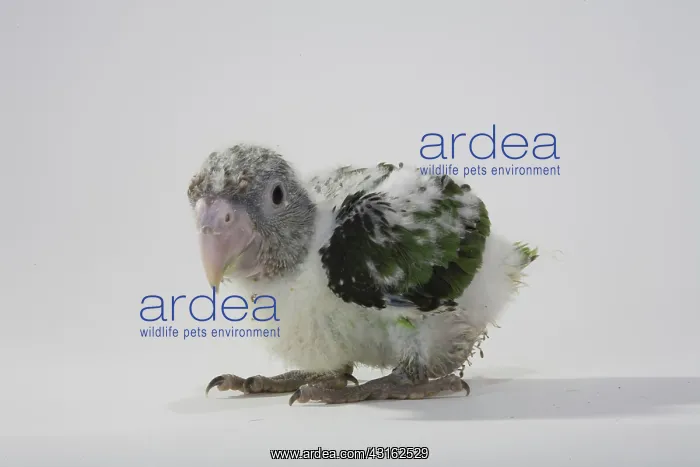 : Grey-Headed Parrot : Grey-Headed Parrot