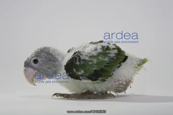 : Grey-Headed Parrot : Grey-Headed Parrot