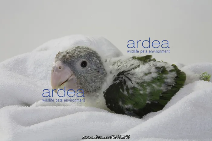 : Grey-Headed Parrot : Grey-Headed Parrot