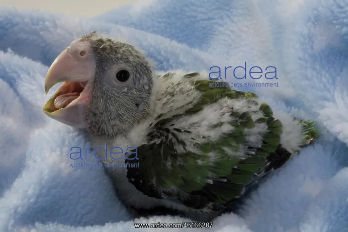 : Grey-Headed Parrot : Grey-Headed Parrot
