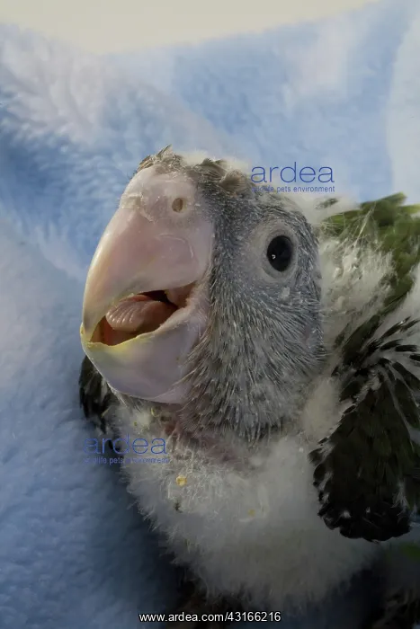 : Grey-Headed Parrot : Grey-Headed Parrot