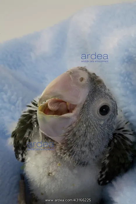 : Grey-Headed Parrot : Grey-Headed Parrot