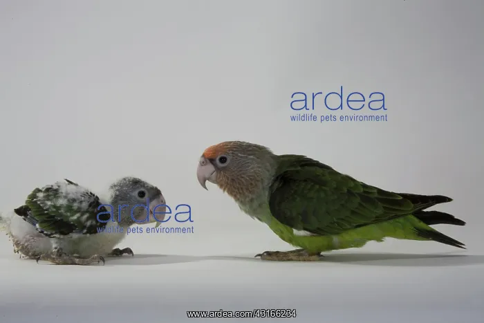: Grey-Headed Parrots : Grey-Headed Parrots