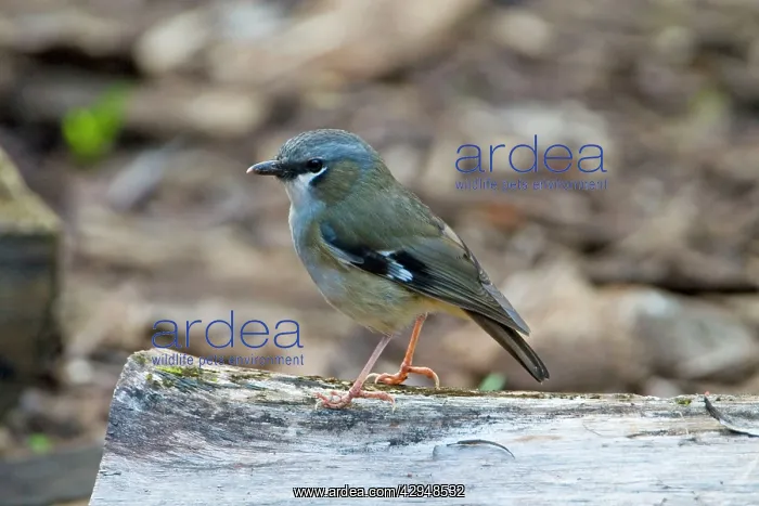 : Grey-headed Robin : Grey-headed Robin