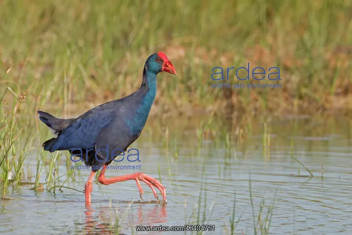 : Grey-headed swamphen (Porphyrio porphyrio) Common : Grey-headed swamphen (Porphyrio porphyrio) Common