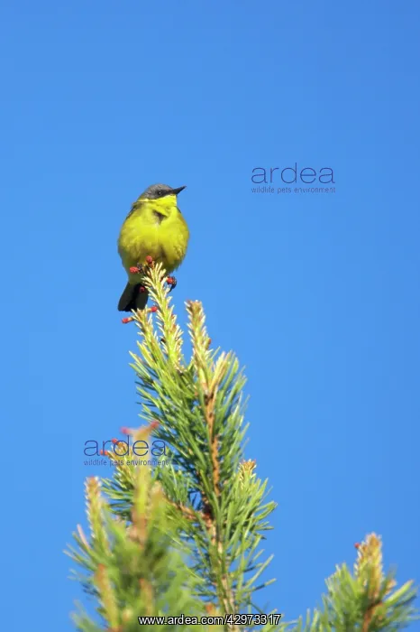 : Grey Headed Wagtail - On Pine Tree : Grey Headed Wagtail - On Pine Tree