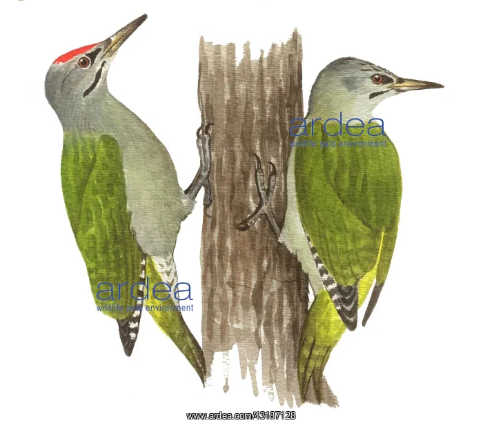 : Grey-headed Woodpecker : Grey-headed Woodpecker