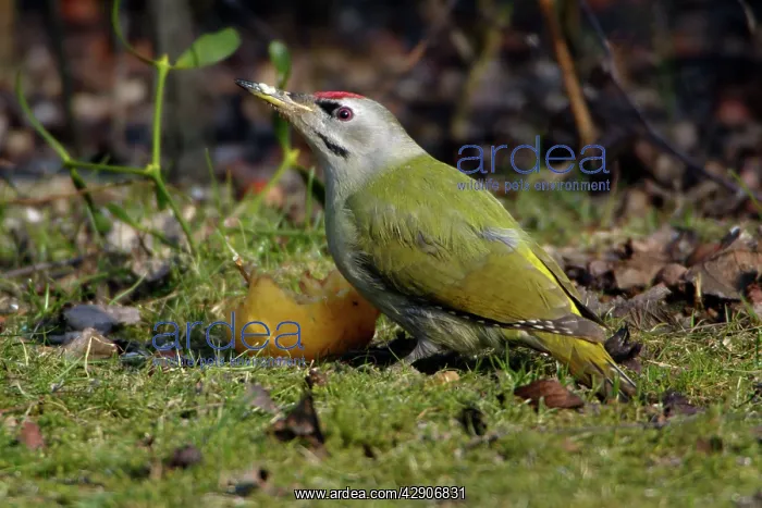 : Grey-Headed Woodpecker - eating apple on lawn : Grey-Headed Woodpecker - eating apple on lawn