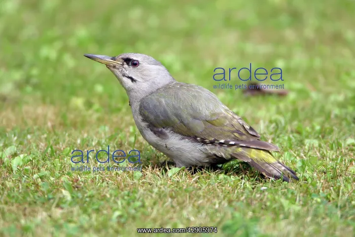 : Grey-Headed Woodpecker - Feeding on ants on lawn : Grey-Headed Woodpecker - Feeding on ants on lawn