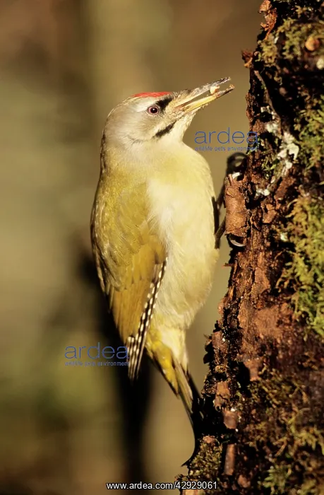 : Grey Headed WOODPECKER - Feeding at tree-trunk : Grey Headed WOODPECKER - Feeding at tree-trunk