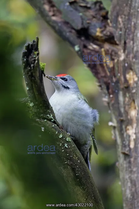  : Grey-headed Woodpecker male