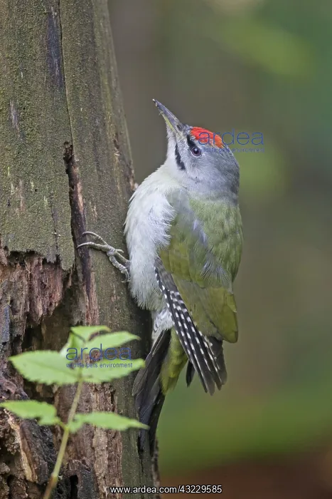  : Grey-headed Woodpecker male