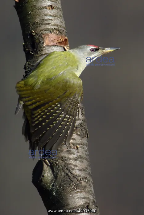 : Grey-Headed Woodpecker - Male stretching wing : Grey-Headed Woodpecker - Male stretching wing