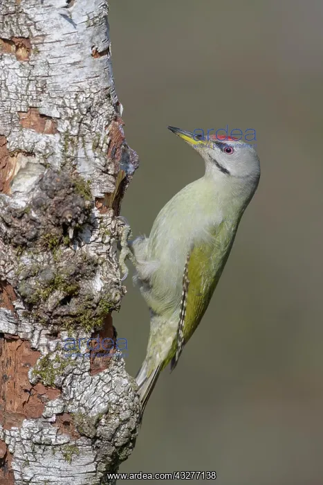 : Grey-headed woodpecker (Picus canus), male, foraging : Grey-headed woodpecker (Picus canus), male, foraging