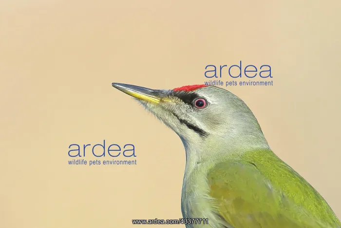 : Grey-headed woodpecker (Picus canus), male, Portraid : Grey-headed woodpecker (Picus canus), male, Portraid