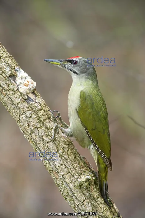 : Grey-headed woodpecker (Picus canus) male at forage : Grey-headed woodpecker (Picus canus) male at forage