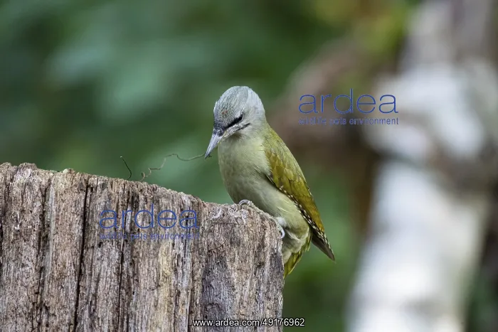 : Grey-headed Woodpecker (Picus canus) wbl Germany : Grey-headed Woodpecker (Picus canus) wbl Germany