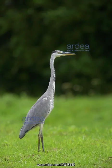  : Grey Heron