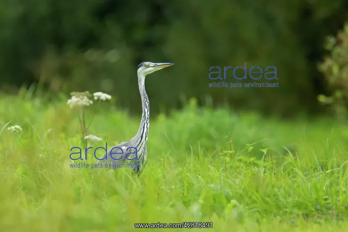  : Grey Heron