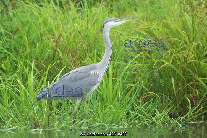  : Grey Heron
