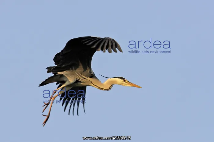 : Grey Heron : Grey Heron
