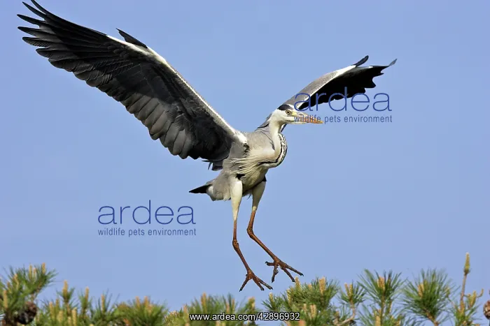  : Grey Heron