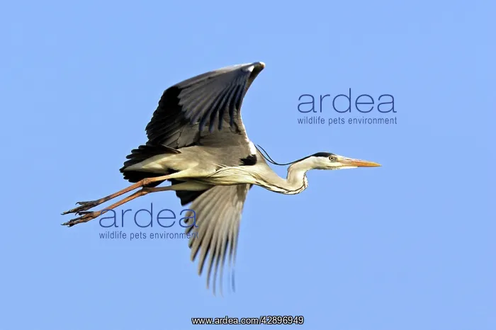 : Grey Heron : Grey Heron